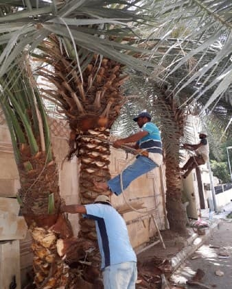 أنواع النخيل المزروعة في السعودية